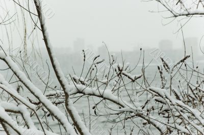 branch in snow branch in snow