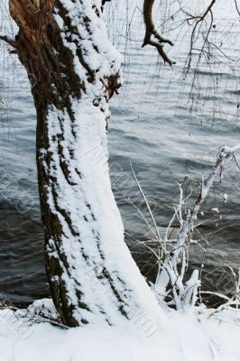 winter tree winter tree