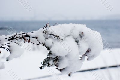 branch in snow branch in snow