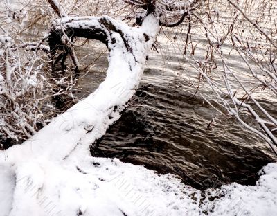 winter tree winter tree