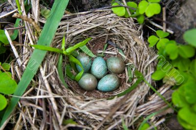 Blue bird`s eggs