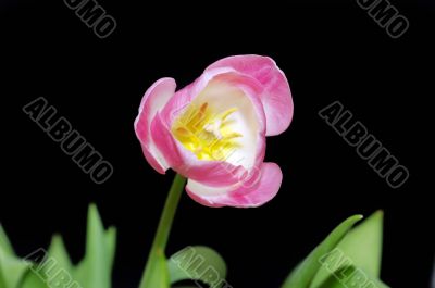 pink tulip on a black background