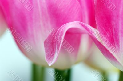 Lots of pink tulips`s petals