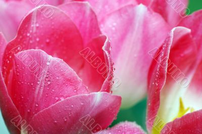 Lots of pink tulips`s petals