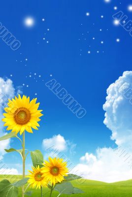 Sunflowers and a blue sky