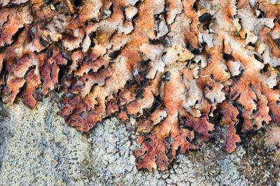 brown lichen brown lichen