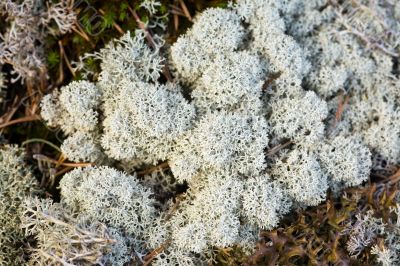 reindeer moss
