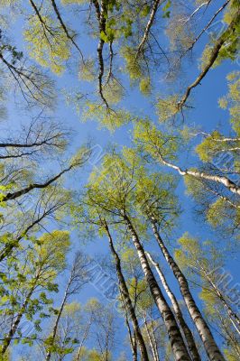 Spring birchwood