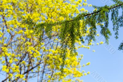Spring time