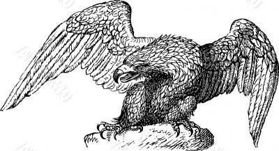 Eagle 01 Eagle 01