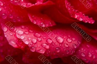 red rose with water drops