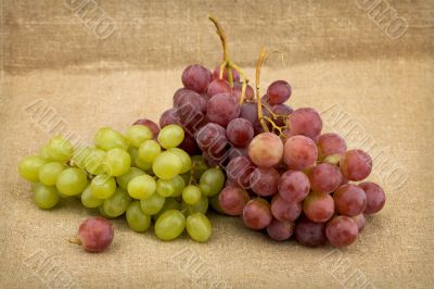 Still life with red and green ripe grapes
