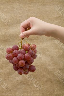 Grapes in hand