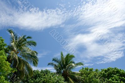 Tropical sky