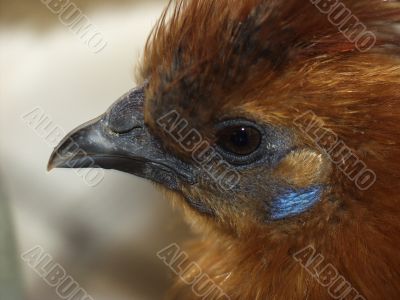 chicken portrait chicken portrait