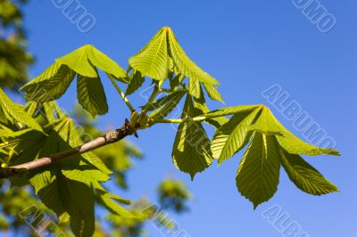 Green branch of a chestnut