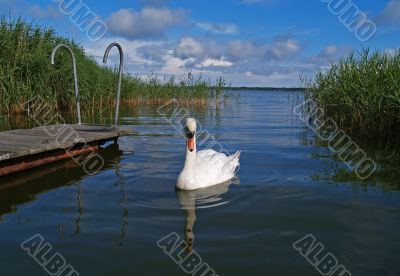 Mute Swan
