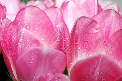 pink tulips