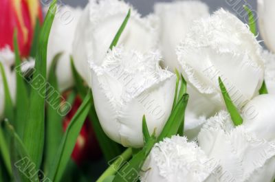 white tulips