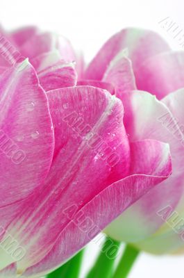 pink tulips on a white background