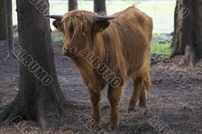 Highland Cow Highland Cow