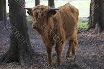 Highland Cow