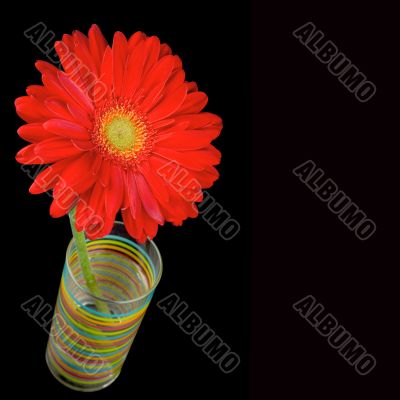 red gerbera flower red gerbera flower