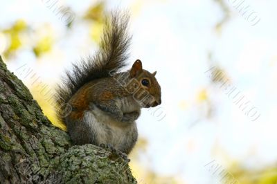 Closeup of a Squirrel