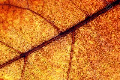 Autumn leaf background Autumn leaf background