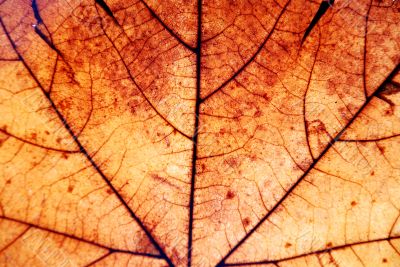 Autumn leaf background Autumn leaf background