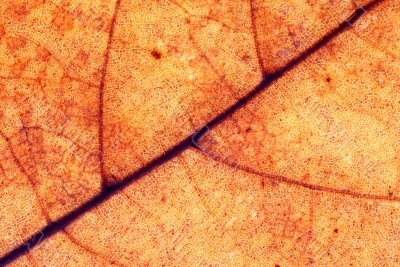 Autumn leaf background