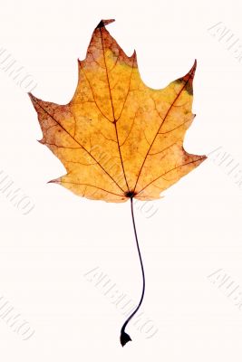 Autumn leaf background