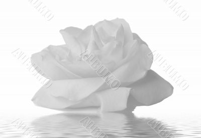 Rose water on a white background