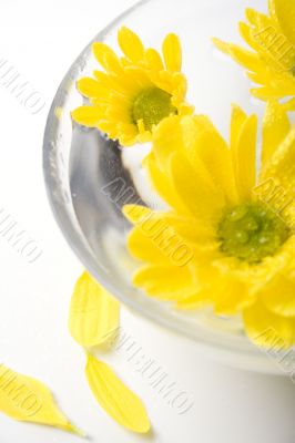 yellow flowers yellow flowers