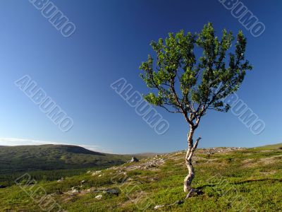 Lonely tree