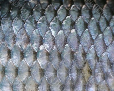 fish scales