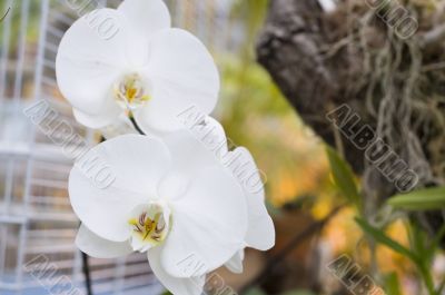 White orchid