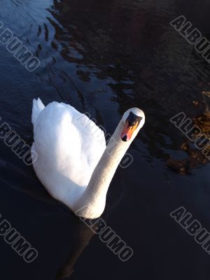 Mute Swan
