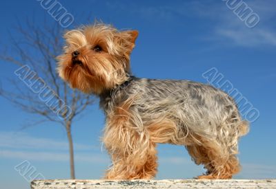 miniature yorkshire terrier