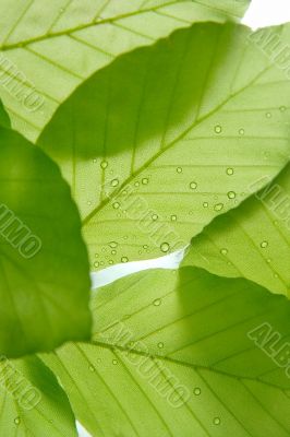 Leaves Leaves