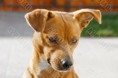 Dog Dog