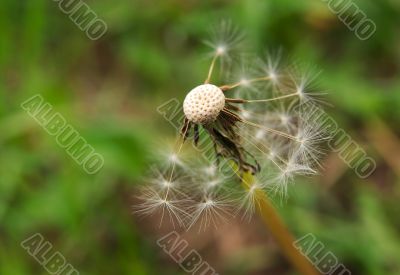 Dandelion