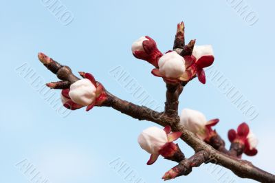 Buds Buds