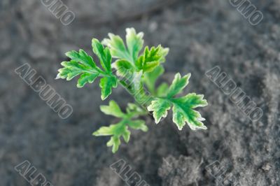 Plant Plant