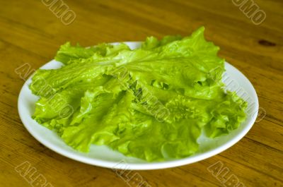 fresh lettuce