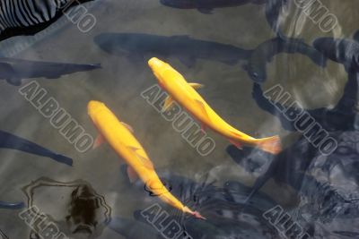 Two yellow trouts