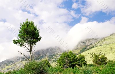 Mountain fog and single tree