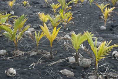 Coconut Plants