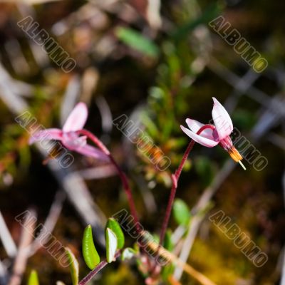 Blossoming cranberry Blossoming cranberry