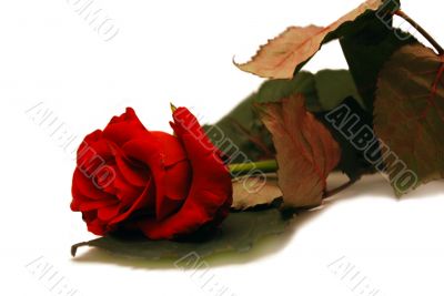 isolated red rose on white